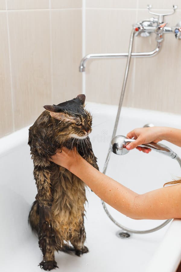 Girl Washes a Fluffy Cat in a White Bath Stock Image - Image of ...