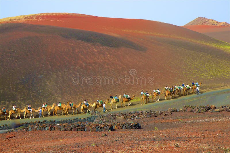 Giro del cammello all'interno di un'escursione in Lancarote, isole Canarie Giro del cammello all'interno di un'escursione in Lancarote, isole Canarie