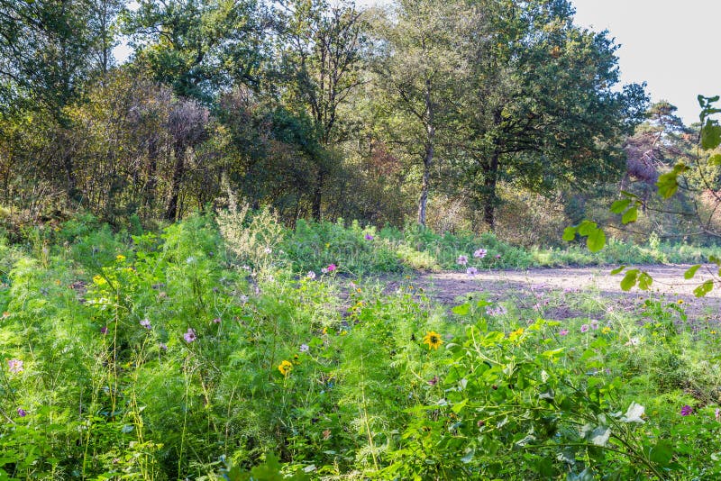Gisement agricole de fleurs sauvages photographie stock Gisement agricole de fleurs sauvages photographie stock