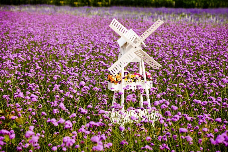 Gisement blanc de moulin à vent et de lavande photographie stock Gisement blanc de moulin à vent et de lavande photographie stock