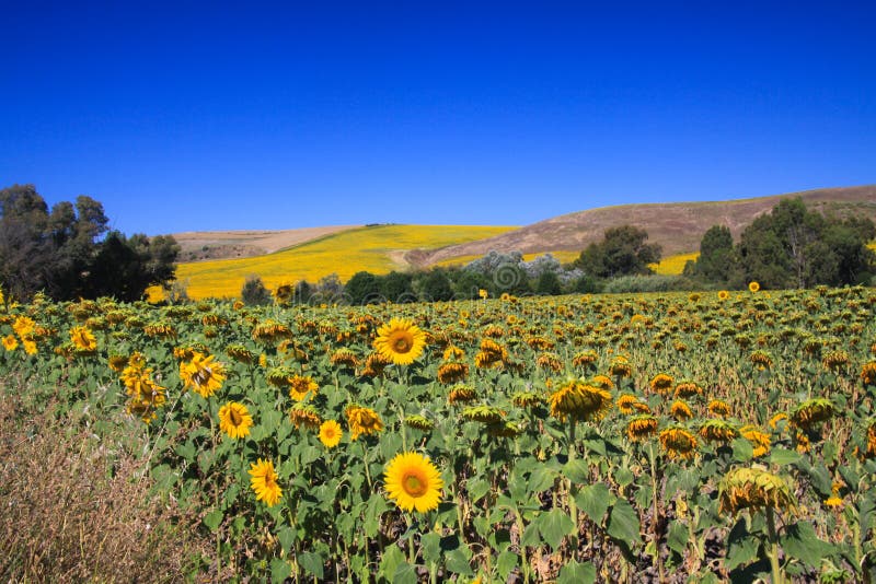 Gisement brillant lumineux de tournesol dans le paysage rural accidenté sous le ciel bleu-foncé - Andalousie, Espagne photos stock Gisement brillant lumineux de tournesol dans le paysage rural accidenté sous le ciel bleu-foncé - Andalousie, Espagne photos stock