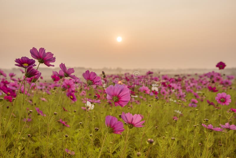 Gisement de fleur rose et rouge de cosmos dans le lever de soleil de matin gisement de fleur de cosmos fleurissant dans la campag images libres de droits Gisement de fleur rose et rouge de cosmos dans le lever de soleil de matin gisement de fleur de cosmos fleurissant dans la campag images libres de droits