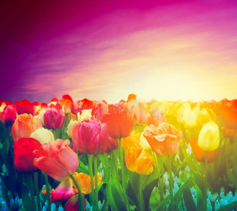 Gisement de fleurs de tulipe, ciel de coucher du soleil. Humeur artistique photographie stock libre de droits Gisement de fleurs de tulipe, ciel de coucher du soleil. Humeur artistique photographie stock libre de droits