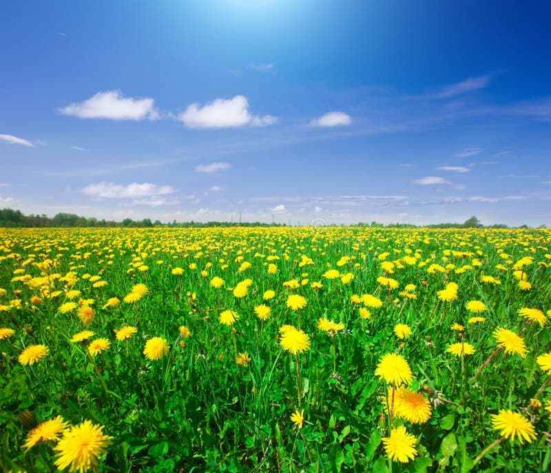Gisement de fleurs jaune sous le ciel nuageux bleu photo libre de droits Gisement de fleurs jaune sous le ciel nuageux bleu photo libre de droits