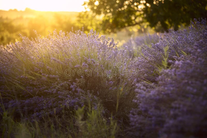 Gisement de lavande dans les rayons du coucher de soleil images stock Gisement de lavande dans les rayons du coucher de soleil images stock