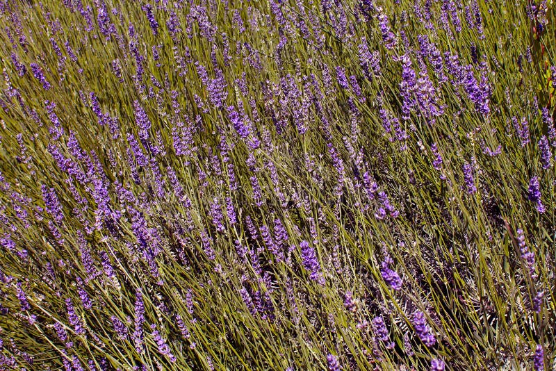 Gisement de lavande en été photos libres de droits Gisement de lavande en été photos libres de droits