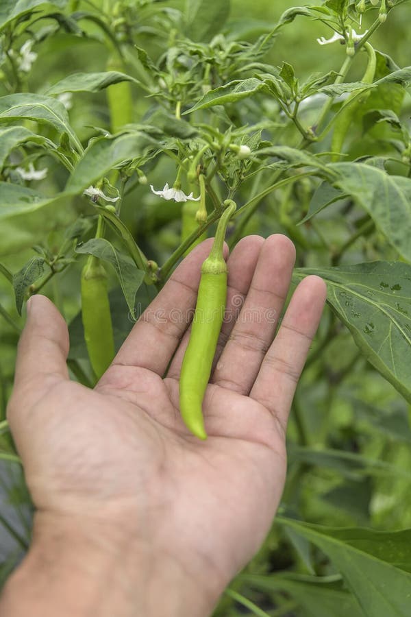 Gisement de piments dans le jardin agricole, piment vert m?r sur un arbre photo stock Gisement de piments dans le jardin agricole, piment vert m?r sur un arbre photo stock