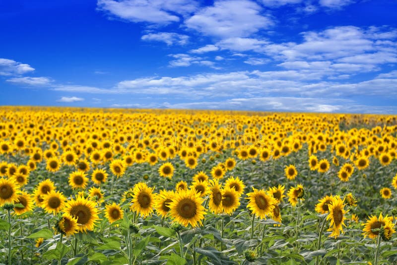 Gisement de tournesol photos stock