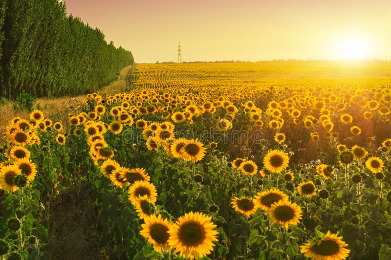 Gisement de tournesols. Coucher de soleil en été paysage images stock Gisement de tournesols. Coucher de soleil en été paysage images stock