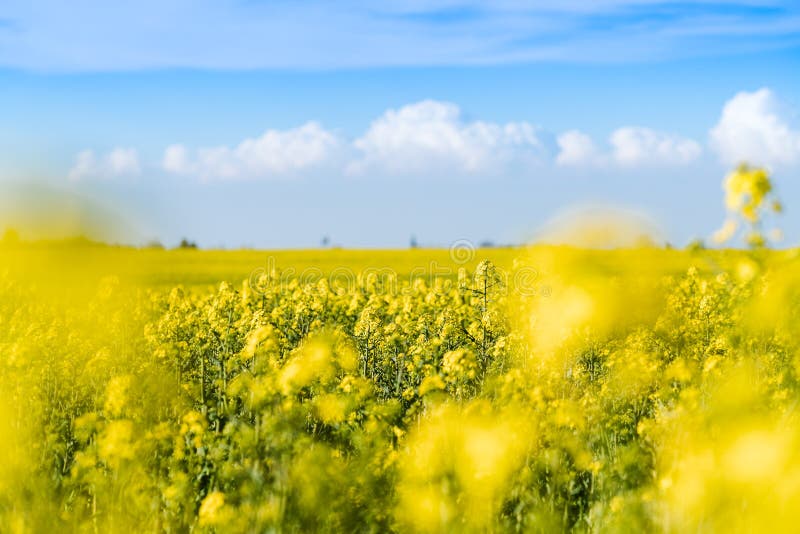 Gisement jaune de floraison de graine de colza image libre de droits Gisement jaune de floraison de graine de colza image libre de droits