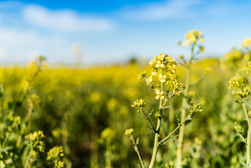 Gisement jaune de floraison de graine de colza photo libre de droits Gisement jaune de floraison de graine de colza photo libre de droits