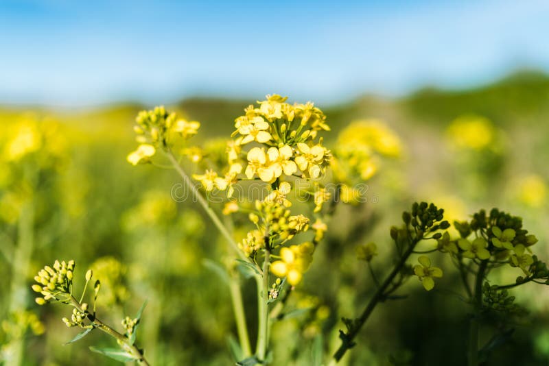 Gisement jaune de floraison de graine de colza images stock Gisement jaune de floraison de graine de colza images stock