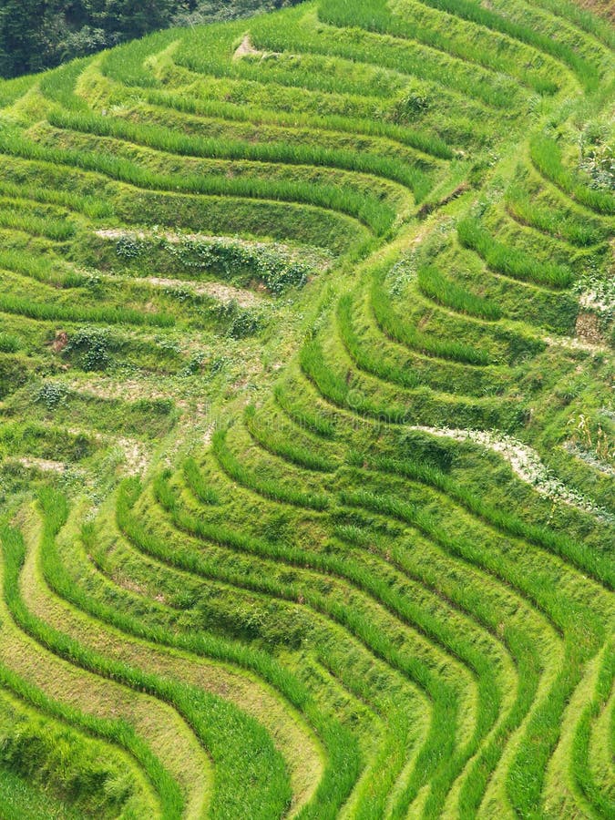 Champs de Riz 6 photo stock