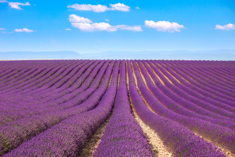 Gisements de floraison de fleurs de lavande Valensole Provence, France