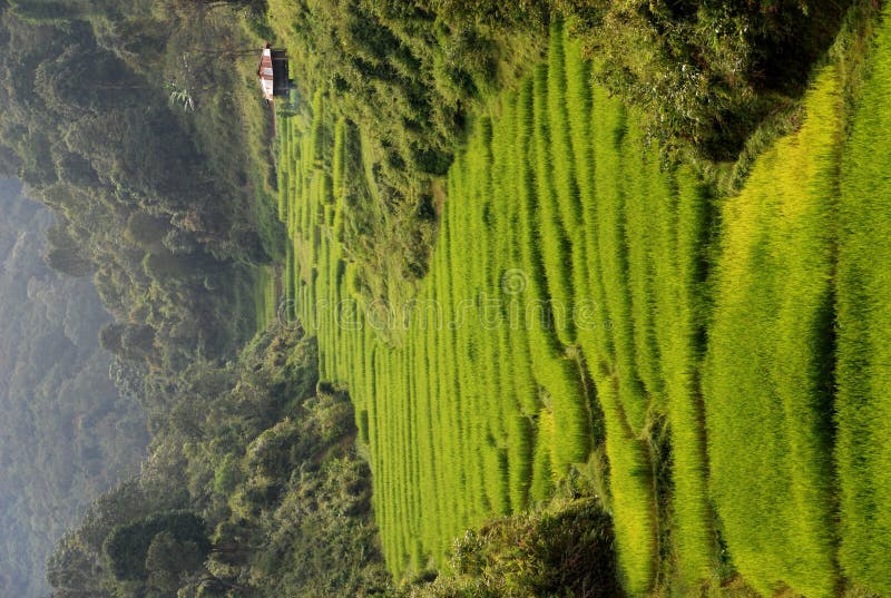 Champs de riz photo stock