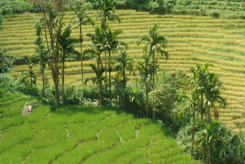 Champs de riz image stock
