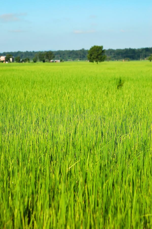 Champs de riz photo stock