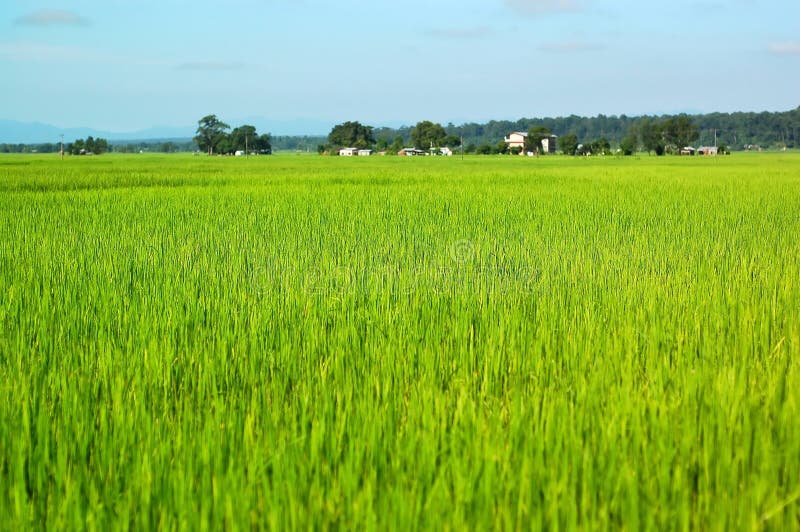 Champs de riz photographie stock