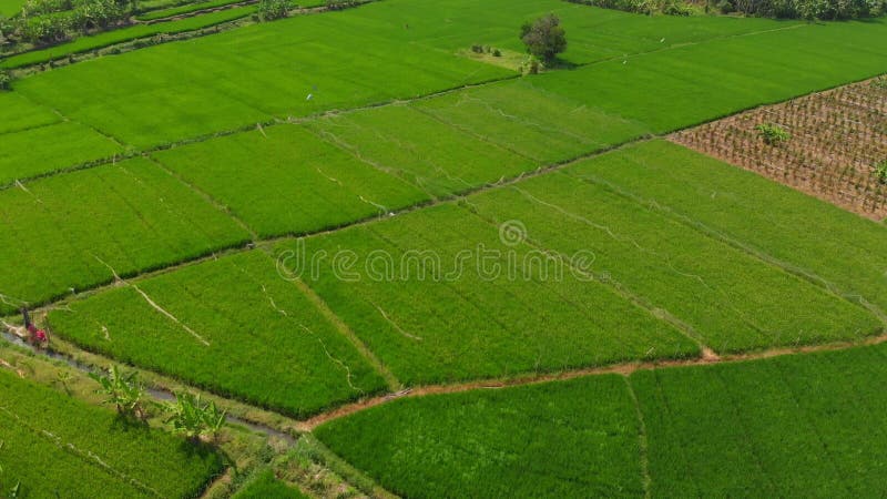 Gisements de riz dans Bali Vue aérienne de ferme de riz banque de vidéos