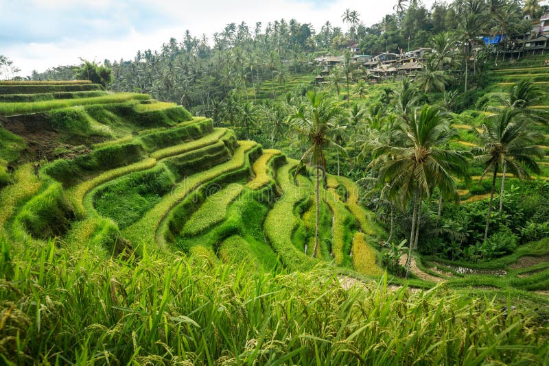 Gisements de riz de Bali photo stock Gisements de riz de Bali photo stock