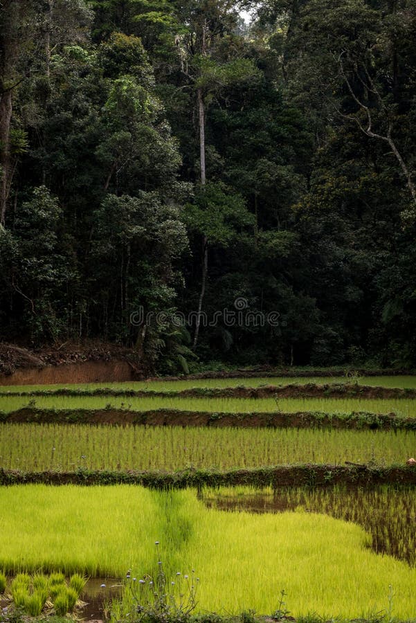 gisements de riz et forêt tropicale, Madagascar photo stock gisements de riz et forêt tropicale, Madagascar photo stock