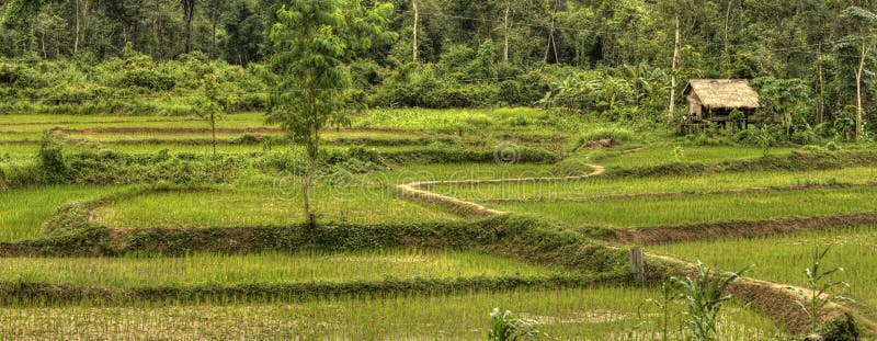 Champs de Riz - Laos images libres de droits