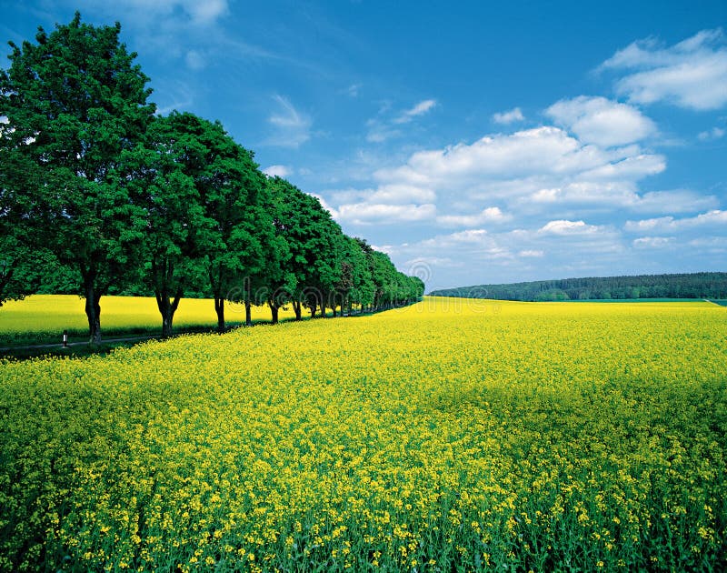 Gisements et allee de source photographie stock libre de droits