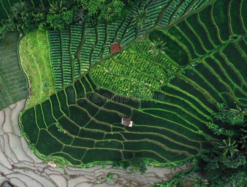 Gisements Terasering de riz dans Rancakalong Sumedang Java occidental image libre de droits Gisements Terasering de riz dans Rancakalong Sumedang Java occidental image libre de droits
