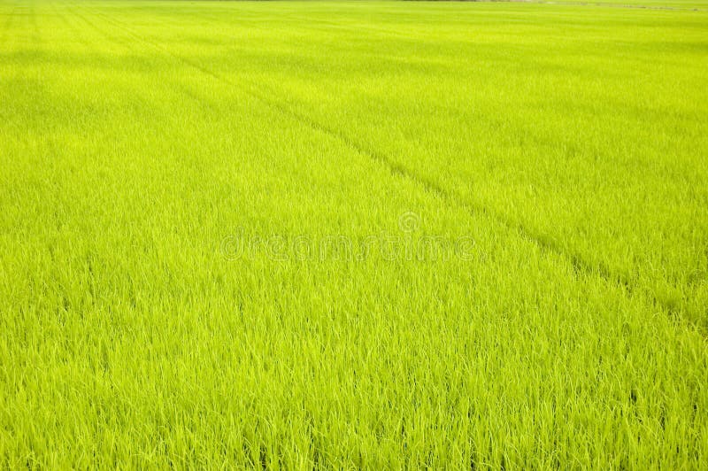 Champs de riz verts image stock