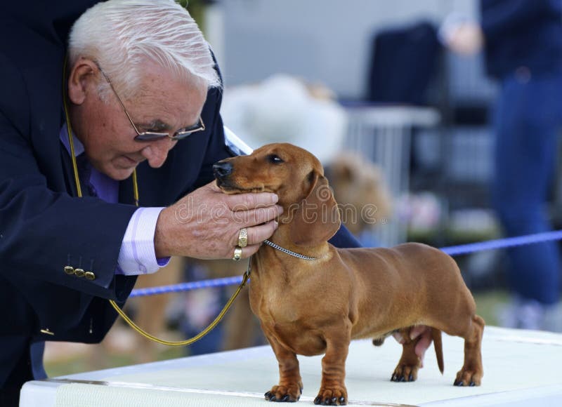 Giudice nazionale australiano del cane del club della fossa di scolo che giudica il cucciolo del bassotto tedesco alla manifestaz