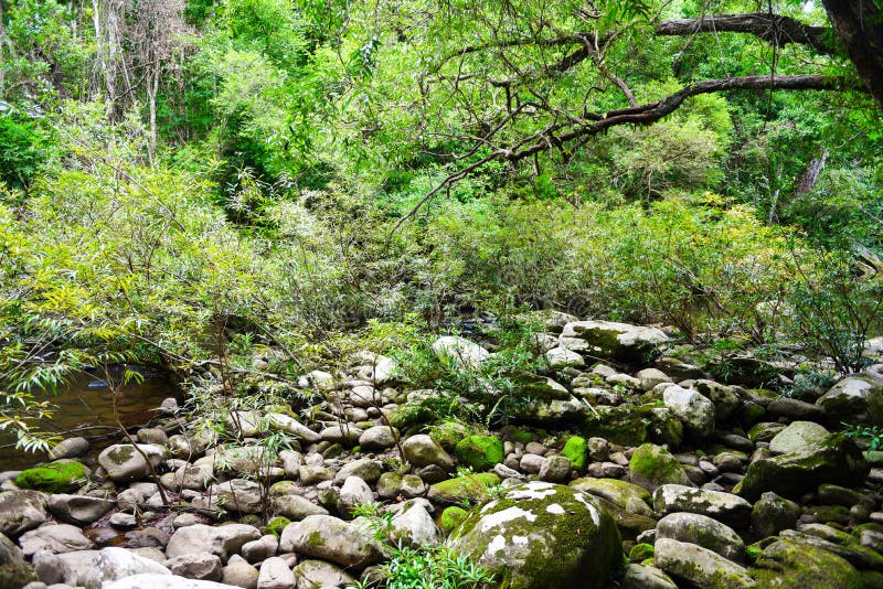Giungla della foresta pluviale con roccia ed il MOS verde nella foresta tropicale selvaggia - paesaggio dell'albero di verde dell immagine stock Giungla della foresta pluviale con roccia ed il MOS verde nella foresta tropicale selvaggia - paesaggio dell'albero di verde dell immagine stock