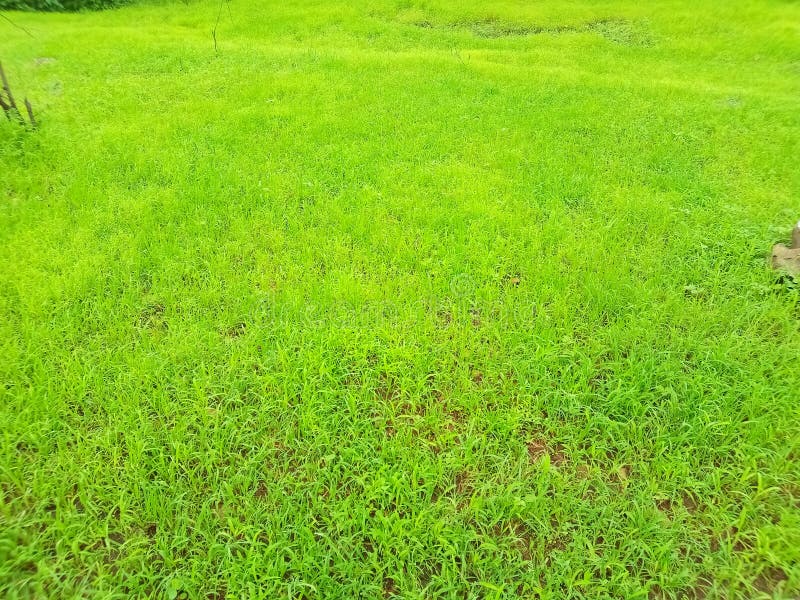 Giungla, foresta, piante, albero, erba, erba verde, alberi verdi, giardino del parco, pianta, azienda agricola immagini stock libere da diritti Giungla, foresta, piante, albero, erba, erba verde, alberi verdi, giardino del parco, pianta, azienda agricola immagini stock libere da diritti