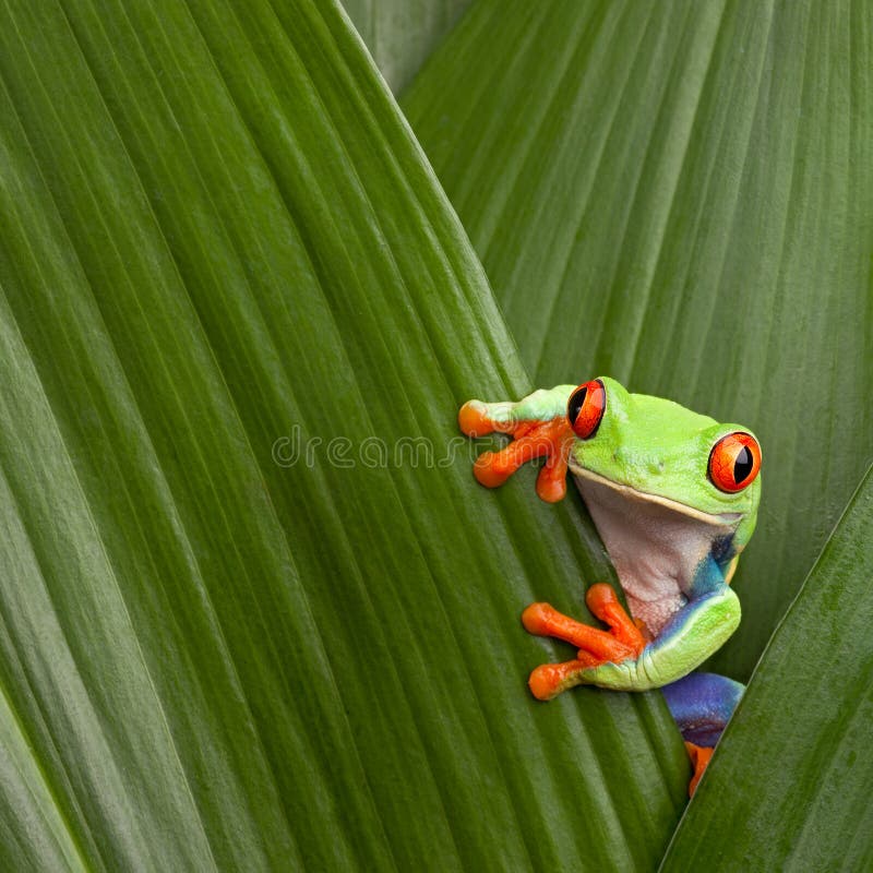 Giungla a macroistruzione eyed rossa della Costa Rica della rana di albero