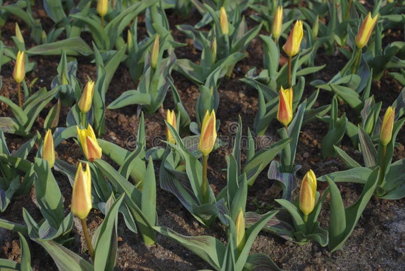 Giuseppe Verdi tulips grown in the park. Spring time in Netherlands.