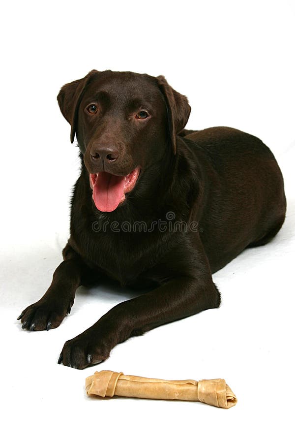Give the Dog a Bone stock image. Image of chocolate, rawhide 4471131