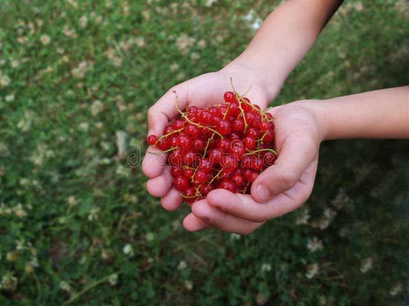 Give gooseberry