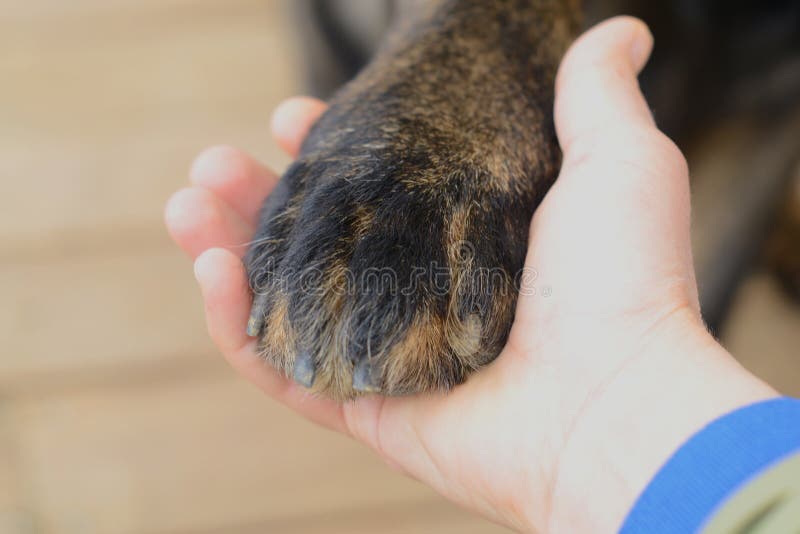 Give paw each stock photo. Image of handshaken, friendly - 114956796