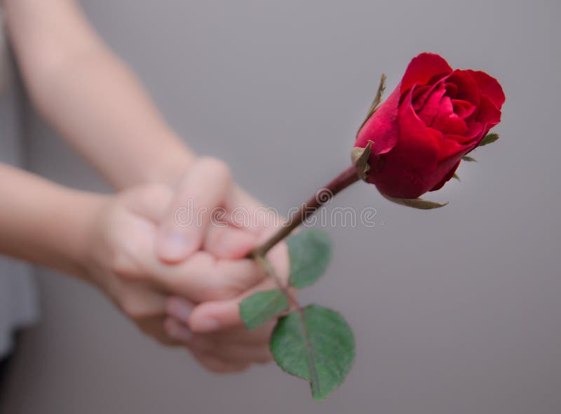 179 Man's Hand Giving Rose Stock Photos Free & RoyaltyFree Stock