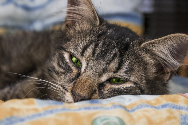 Gjorde randig katten för barn är den brunt med gröna ögon ligga och posera till kameran Härlig liten katt som ser till kameran, i arkivbilder Gjorde randig katten för barn är den brunt med gröna ögon ligga och posera till kameran Härlig liten katt som ser till kameran, i arkivbilder