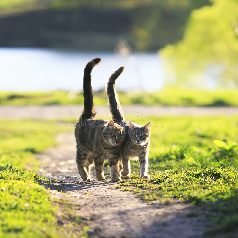 Gjorde randig katter för vänner går par tillsammans på grön äng i Sunn royaltyfri fotografi Gjorde randig katter för vänner går par tillsammans på grön äng i Sunn royaltyfri fotografi
