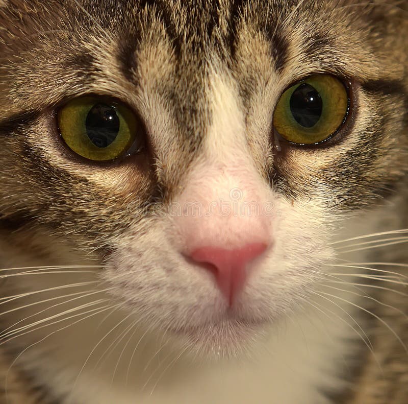 Download Gjort Randig Med Den Vita Shorthairkattungen Fotografering för Bildbyråer - Bild av feline, charma: 76703701