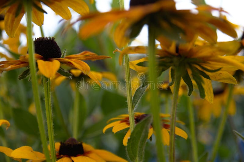 Gjort suddig foto för bakgrunden med en grupp av gula blommor av Rudbeckia som aftonsolljuset tränger igenom till och med royaltyfri bild Gjort suddig foto för bakgrunden med en grupp av gula blommor av Rudbeckia som aftonsolljuset tränger igenom till och med royaltyfri bild