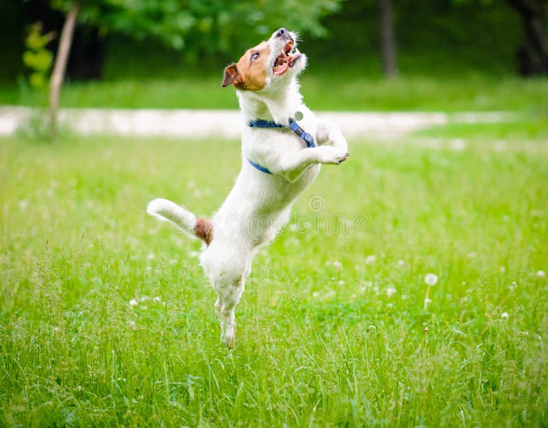 My dog can jump. Джек Рассел прыгает. Радостная собака прыгает. Джек Рассел прыгает вверх. Счастливый активный щенок.