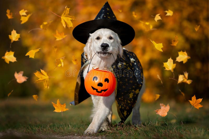 Glücklicher Hund in Halloween-Kostüm Mit Einem Kürbiskorb