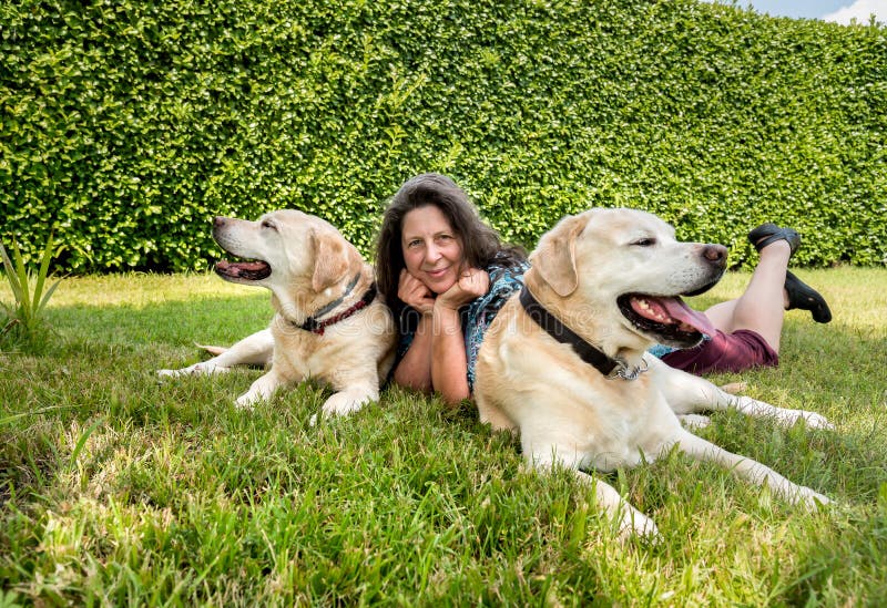 Zwei LabradorHunde Mit Rotem Neckpiece Stockfoto Bild von labrador