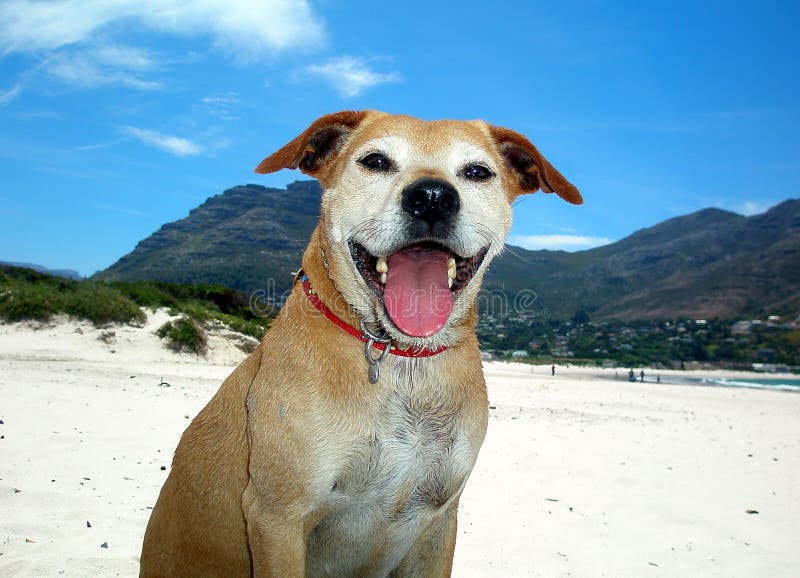 Springender Hund stockbild. Bild von enjoy, ausdruck, carnivore 2766259