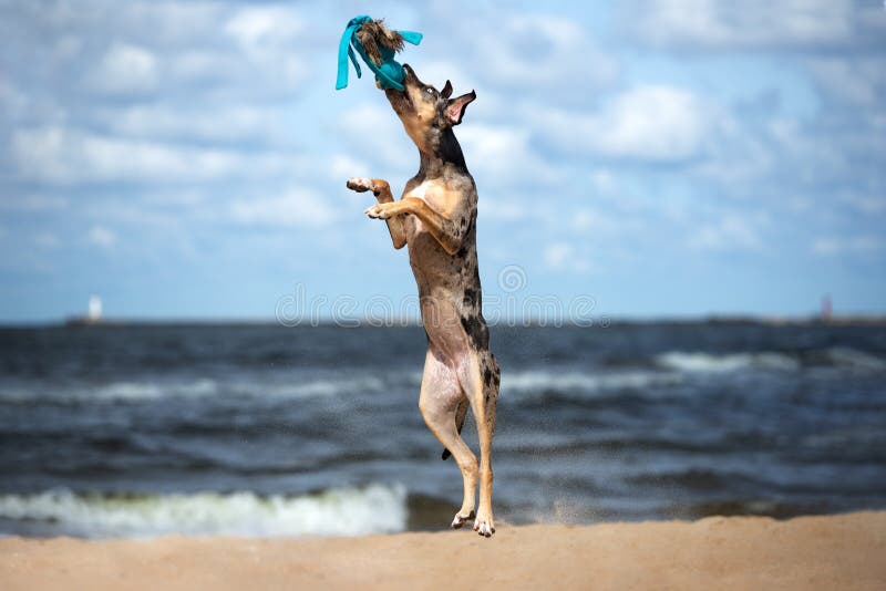 Der Hund Fang Bis Springend Ein Ball Stockfoto Bild von draußen, spaß
