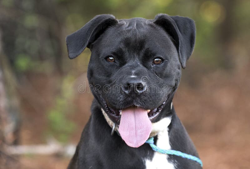 Glücklicher PitbullBoxermischungsZuchthund Mit Der Keuchenzunge