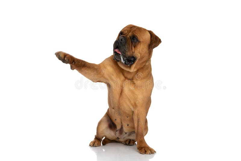 Happy bullmastiff dog with tongue outside pointing paw to side and sitting on white background in studio. Happy bullmastiff dog with tongue outside pointing paw to side and sitting on white background in studio