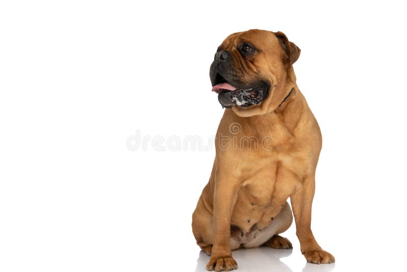 Happy bullmastiff dog sticking out tongue, panting and drooling while sitting isolated on white background and looking to side in studio. Happy bullmastiff dog sticking out tongue, panting and drooling while sitting isolated on white background and looking to side in studio